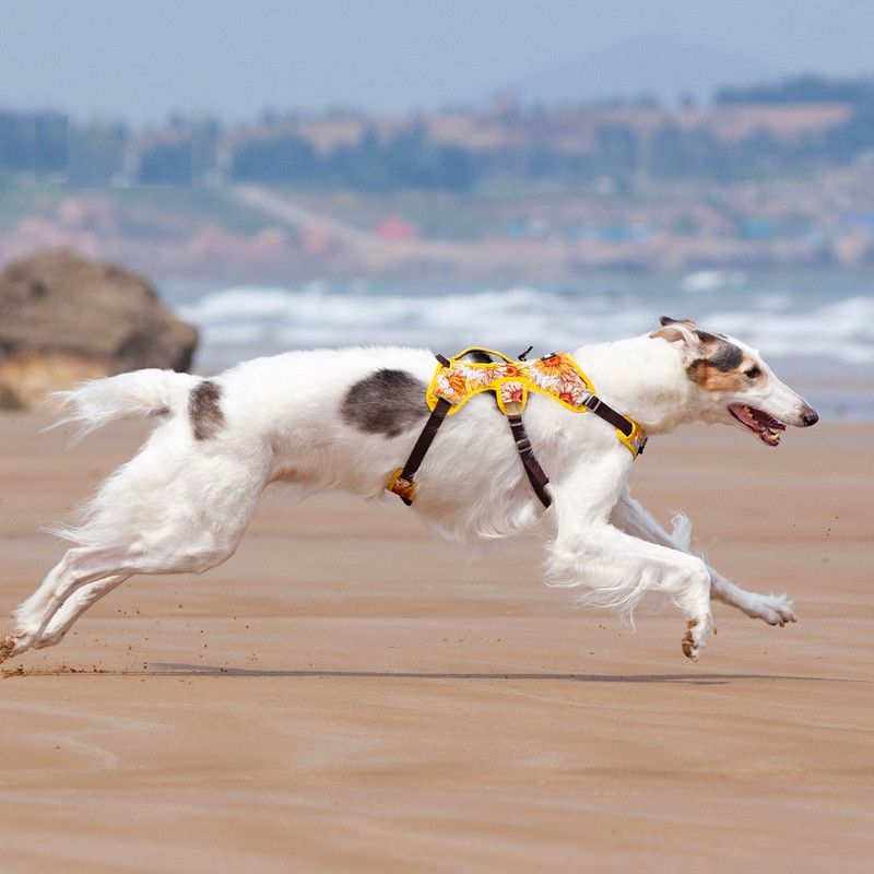 2022 NO PULL Ham pentru câini de companie, reglabil, reflectorizant, pentru piept pentru câini, pentru câini mici, mari, pentru dresaj în aer liber, articole de protecție pentru animale de companie