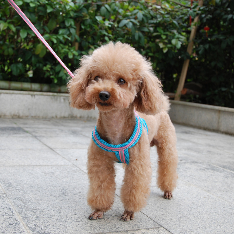 Pas, mačka, pojas, prsluk, reflektirajuća prozračna mreža, proizvodi za kućne ljubimce, pseći povodac, pojas, podesiva ogrlica, štene, mali pas, noćna šetnja