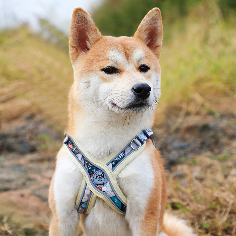 Animale de companie noi Accesorii pentru câini Ham luminos reglabil pentru câini cățeluș vestă guler lesă buldog francez câine mediu mic mare