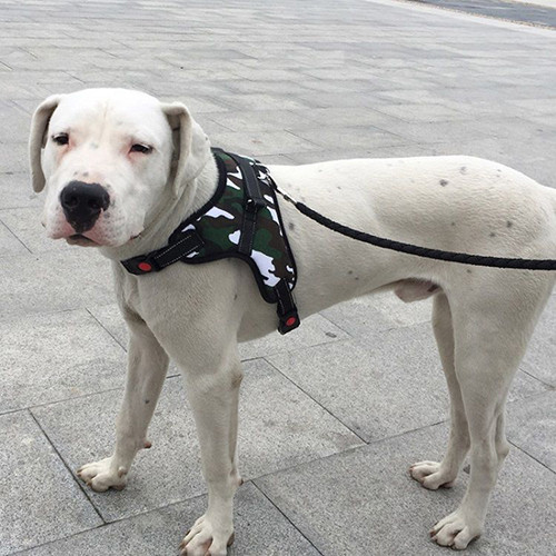 Голям мек регулируем колан за кучета Pet Walk Out Ръчен гърди Каишка за тяло за куче Жилетка Яка Голям колан за малко средно голямо куче