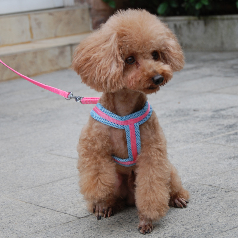 Koera kassi rakmed Vest Tugev hingav võrgust lemmikloomatooted Koerte jalutusrihmad Reguleeritav kaelarihm Kutsikas Väike koer õues jalutamine