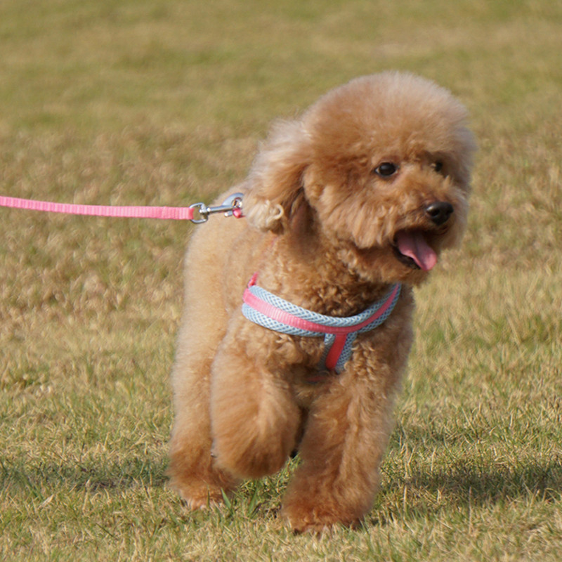 Koera kassi rakmed Vest Tugev hingav võrgust lemmikloomatooted Koerte jalutusrihmad Reguleeritav kaelarihm Kutsikas Väike koer õues jalutamine