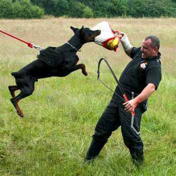 Ανθεκτικό εργαλείο εκπαίδευσης κατοικίδιων Ζώνη για σκύλους εργασίας Γαλλικό μπουλντόγκ με λουρί μεσαίου μεγάλου μεγέθους για σκύλους