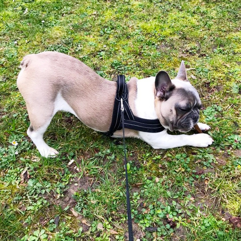 Ham pentru câini, reflectorizant, fără tragere, reglabil, căptușit din flanel, mic, mediu și mare, pentru ham pentru câini, ușor pentru antrenamentul pe jos