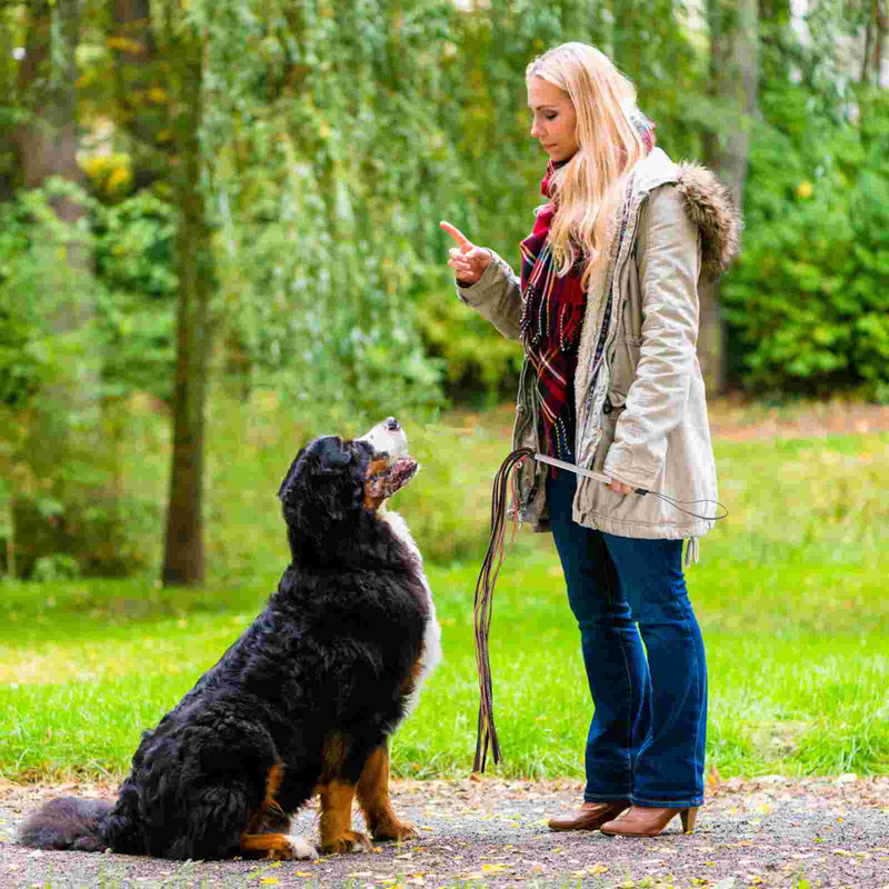 Suņu pātagas apmācības pātagas mājdzīvnieku zirgu kultūru ķircinātājs Jāšanas nūja jāšana ar ādas zizli, kultūras piederumiinteraktīva aģitācijas nūja