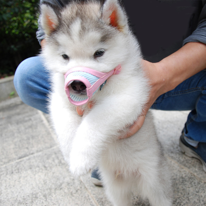 Kvalitetna prijenosna mrežica Praktična korisna njuška za kućne ljubimce Trajnost Pseća maska protiv ugriza Predmeti Višenamjenski osnovni alati Zalihe