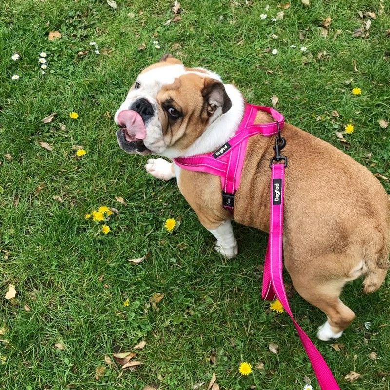 Ham pentru câini fără tragere, reflectorizant, reglabil, căptușit cu flanel, mic, mediu și mare, pentru ham pentru câini, ușor pentru antrenamentul de mers pe jos