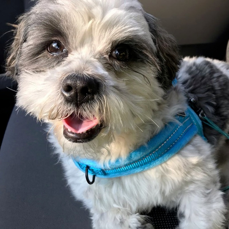 Ham pentru câini fără tragere, reflectorizant, reglabil, căptușit cu flanel, mic, mediu și mare, pentru ham pentru câini, ușor pentru antrenamentul de mers pe jos