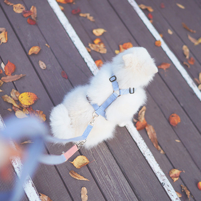 Lemmikloomakoerte rakmete ja jalutusrihma komplekt Reguleeritav kassi kutsikas kõndimine, ohutu, pehme veojõuga põgenemiskindel lemmikloomatarbed rakmete rihm