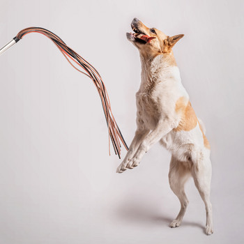 Εκπαίδευση σκύλων Whip Pet Whips Equestrianstickhorse Crop Pets Supplies Παιχνίδι έλκηθρο Αναταραχή ιππασίας κοντάρι Puppy Tool Sticks Jump