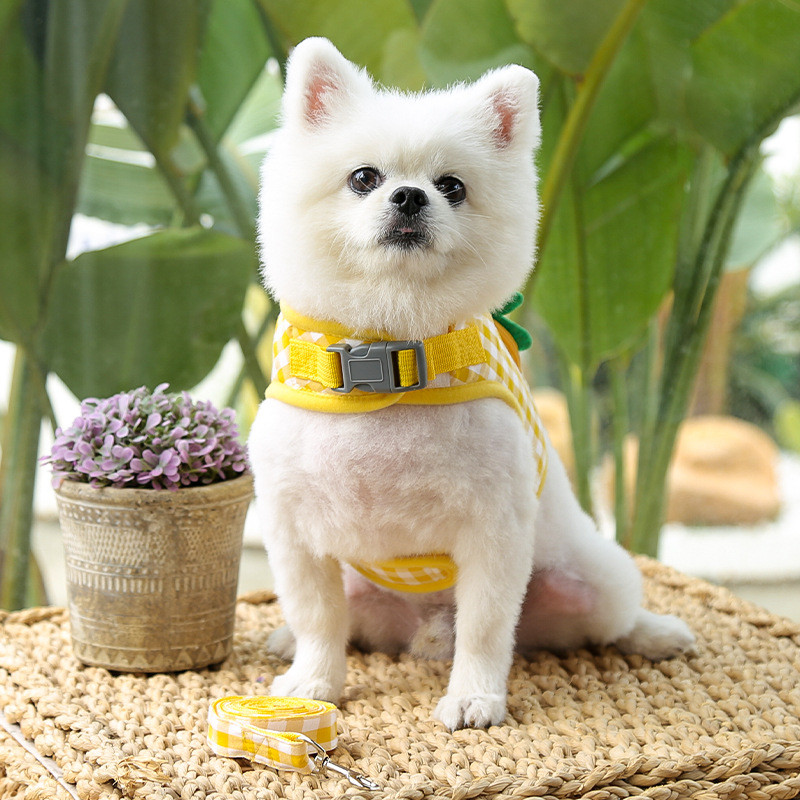 Kućni ljubimac, pas, mačka, remen za prsa, povodac, slatka karirana voćka, prsa i leđa, šetanje psa, medo, borba, bago odjeća, pojas za male pse