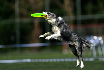 Πλαστικό κατοικίδιο σκύλος Πετώντας δίσκος για παιχνίδι σε εξωτερικό χώρο Παιχνίδι Ανθεκτικότητα στο δάγκωμα Παιχνίδια για προμήθειες κατοικίδιων ζώων Εκπαίδευση σκύλων
