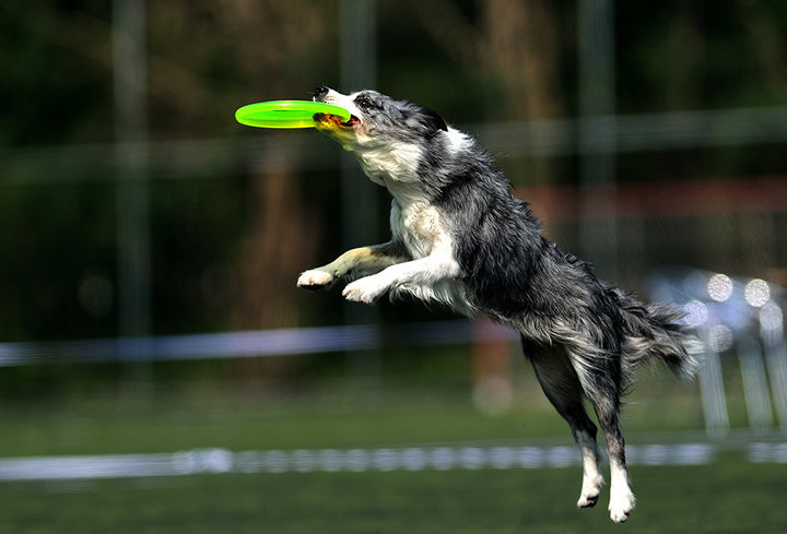 Plastic Animale de companie câine Disc zburător Jucărie de joacă în aer liber Rezistență la mușcătură Jucării pentru animale de companie Materiale pentru pisici Antrenamentul câinilor