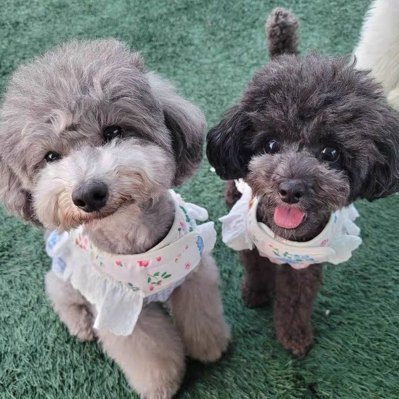 Dantela Floral Câine Pisică Harnaș Set de lesă Reglabil Vesta pentru animale de companie Cățeluș Pisici Rochie de prințesă Fusta Plimbare Plumb Accesorii Chihuahua