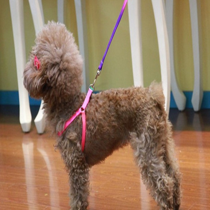 1 tk lemmikloomakoera jalutusrihm Nailonist vikerkaare väike kutsika kassipoegade jalutusrihm, käerihm, vesti kaelarihm kassijänese jaoks