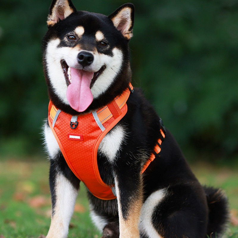 Petnešos dideliam šuniui Kvėpuojantis tinklelis Didelis šuns diržas Liemenė Šviesą atspindinti Vidutinės šuns petnešos Mažas šuo Krūtinės dirželis su rankena