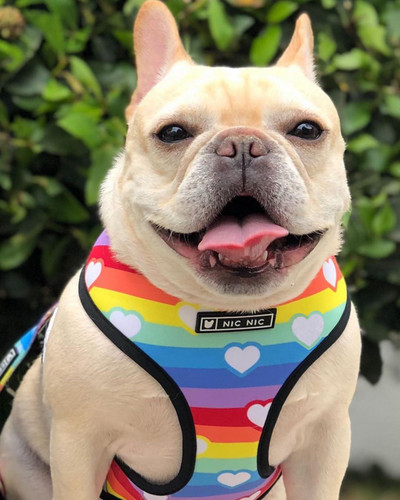 Tide brändi koera tõmbeköis vikerkaare vesti tüüpi väike, keskmine ja suur koera rinnakorv Teddy method corgi lemmikloomakoerte jalutusköis