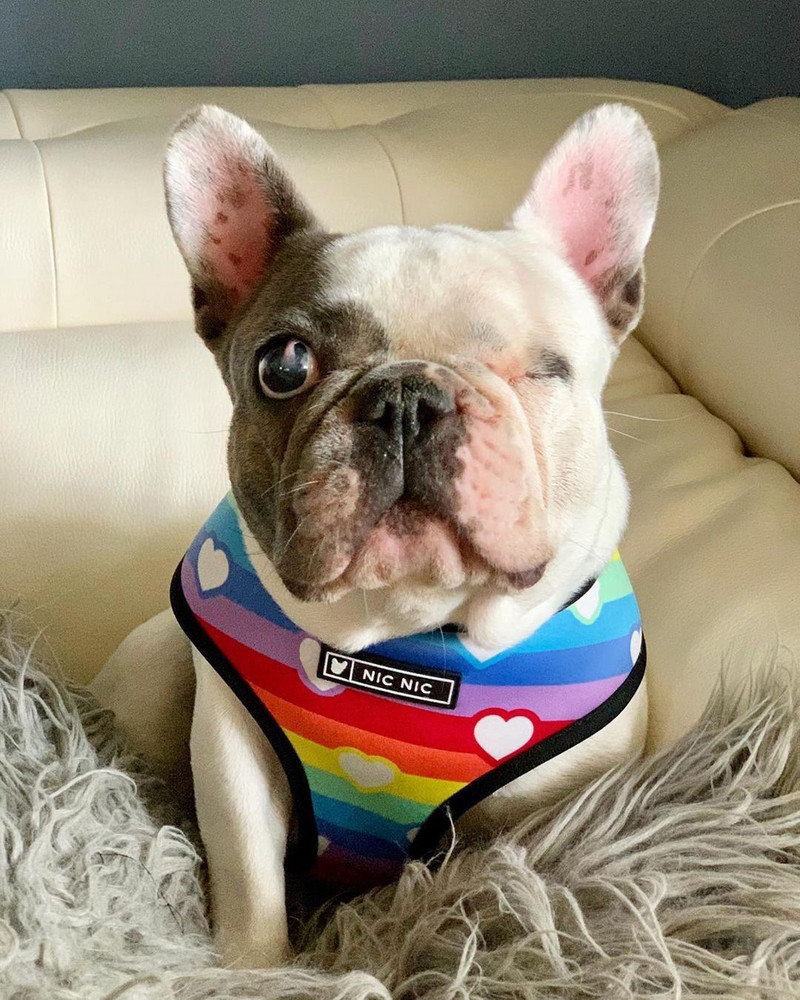 Tide brändi koera tõmbeköis vikerkaare vesti tüüpi väike, keskmine ja suur koera rinnakorv Teddy method corgi lemmikloomakoerte jalutusköis