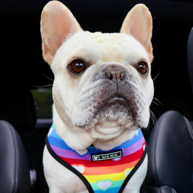 Tide brändi koera tõmbeköis vikerkaare vesti tüüpi väike, keskmine ja suur koera rinnakorv Teddy method corgi lemmikloomakoerte jalutusköis