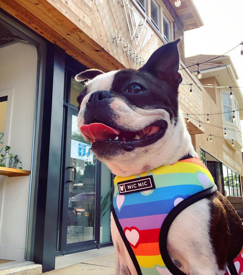 Tide brändi koera tõmbeköis vikerkaare vesti tüüpi väike, keskmine ja suur koera rinnakorv Teddy method corgi lemmikloomakoerte jalutusköis