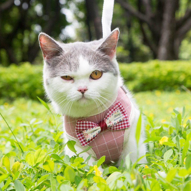 Set de lesă pentru ham pentru toate anotimpurile pentru câini, pentru animale de companie, vestă pentru pisici, cu plasă cu bowknot căptușită pentru cățeluși mici Chihuahua Yorkies