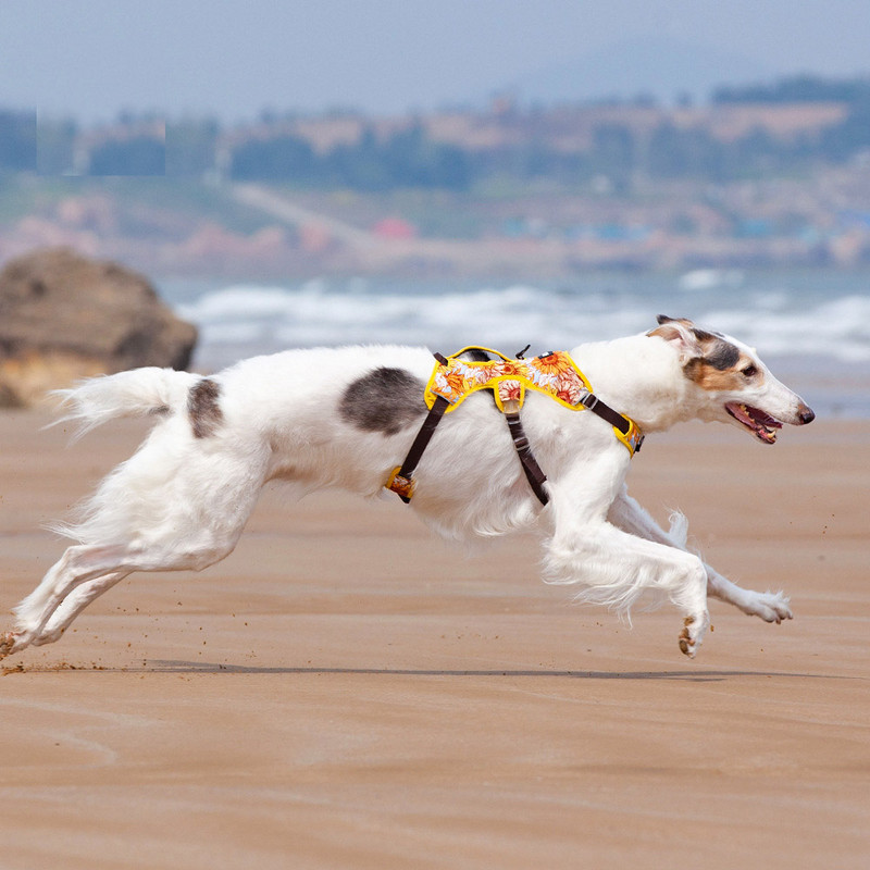 Ham floarea-soarelui Brother, pisica pentru câini, vestă, plasă respirabilă, ham de lux pentru câini, fără tragere, control pentru animale de companie, ham pentru piept pentru câini albastru, cu mâner