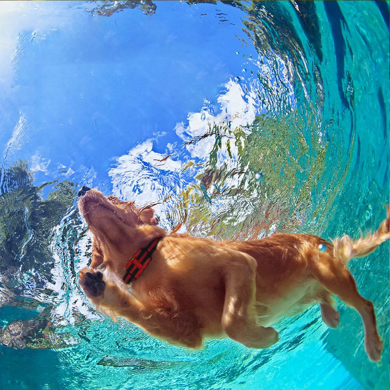 Ogrlica za dresuru pasa Električni udar Vibracija Zvuk Anti-lajanje Daljinski elektronički Ogrlice Vodootporne potrepštine za kućne ljubimce