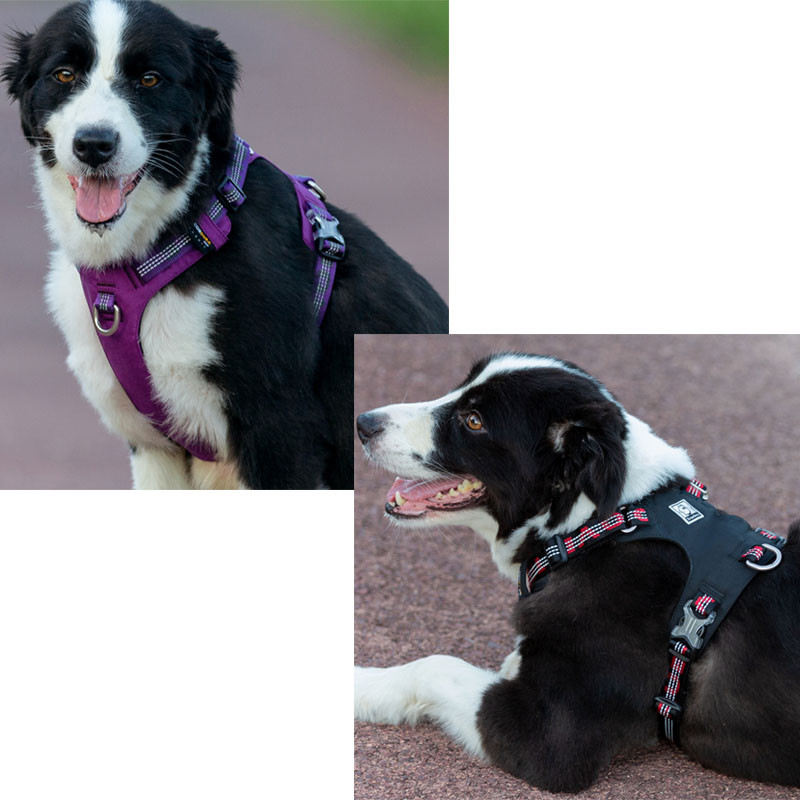 Truelove`i veekindlad koerarakmed, kerged hingavad helkurrakmed koerale väikesele ja suurele turvatreeningu vest