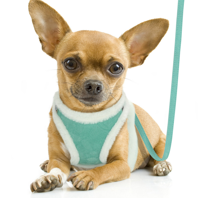 Peegeldav talvine soe koerarakmete jalutusrihma komplekt Pehme paks lemmiklooma vesti rakmete rihm reguleeritav väikestele keskmistele suurtele koertele chihuahua