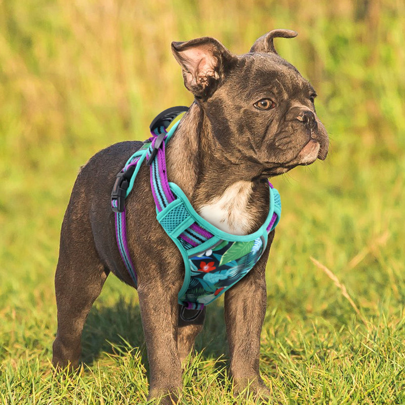 Hingavad prantsuse buldogi rakmete vest käepidemega nailonist helkurvõrgust lemmikloomade koerarakmed, mida saab reguleerida keskmise suure koera pitbulli jaoks