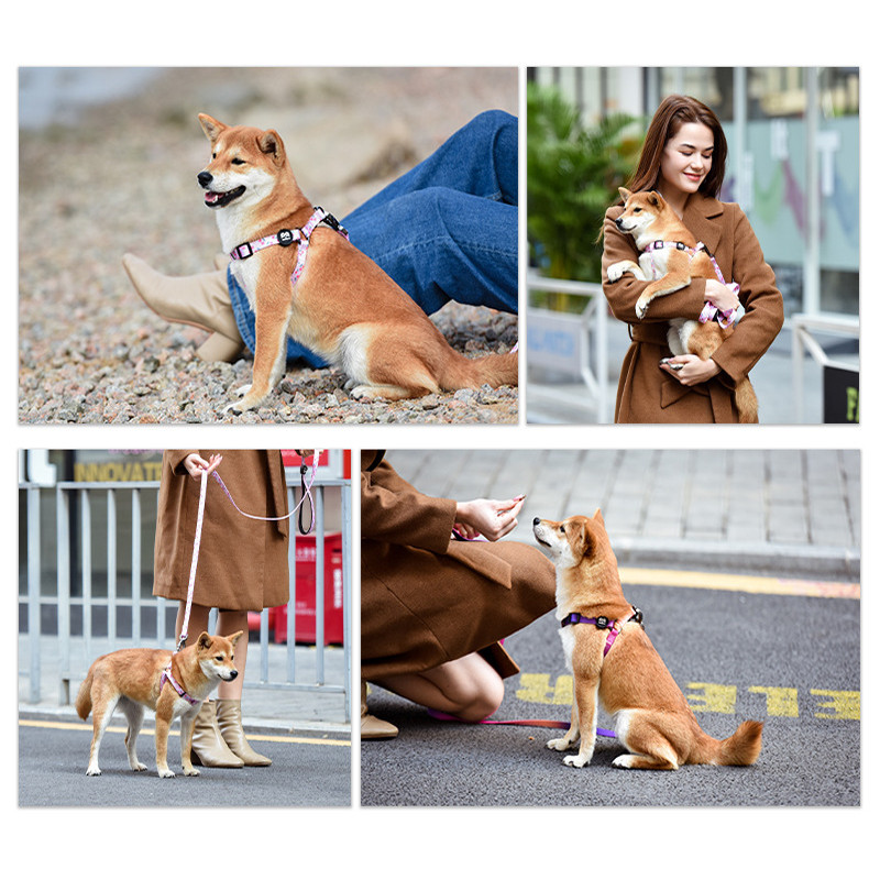 Ogrlica i povodac za pse u gradijentnoj boji, personalizirani luksuzni dizajnerski pojas za pse za srednje velike pse i povodac