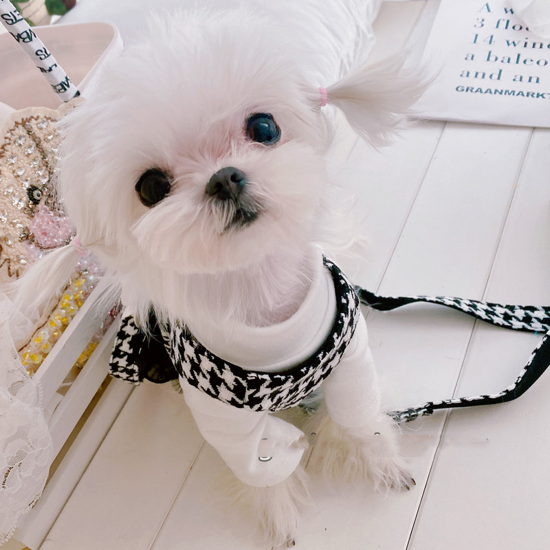 Set de plumb pentru rochie de vestă cu ham de lux pentru doamnă pentru animale de companie, cu fustă din dantelă tutu, pentru petrecere, nuntă, câine mic, guler de cățeluș, costum Chihuahua pugs