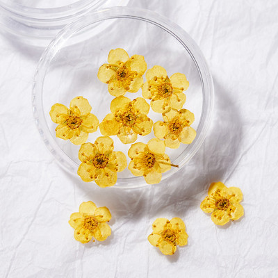 10db Valódi szárított virágok körömdíszítés DIY Dry Narcissus Dry Flower UV Gél kerék Körömdísz strassz Manikűr kellékek ÚJ