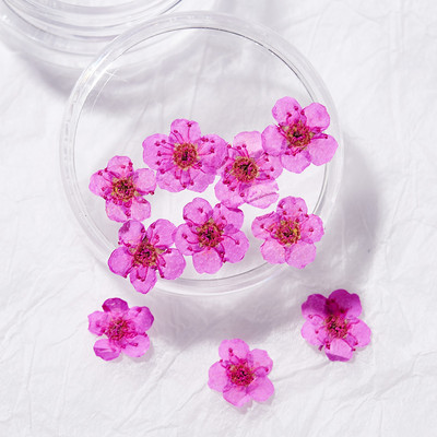 10db Valódi szárított virágok körömdíszítés DIY Dry Narcissus Dry Flower UV Gél kerék Körömdísz strassz Manikűr kellékek ÚJ