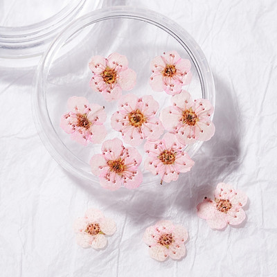 10db Valódi szárított virágok körömdíszítés DIY Dry Narcissus Dry Flower UV Gél kerék Körömdísz strassz Manikűr kellékek ÚJ
