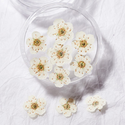 10db Valódi szárított virágok körömdíszítés DIY Dry Narcissus Dry Flower UV Gél kerék Körömdísz strassz Manikűr kellékek ÚJ