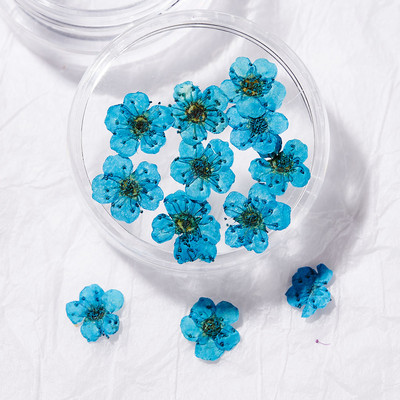 10 TK 3D küünte kuivatatud lilledega kleebis Viie kroonlehega lill 16 värviga naturaalse tõelise kuiva lillega küünekleebised isetegemise küünte kaunistuste jaoks