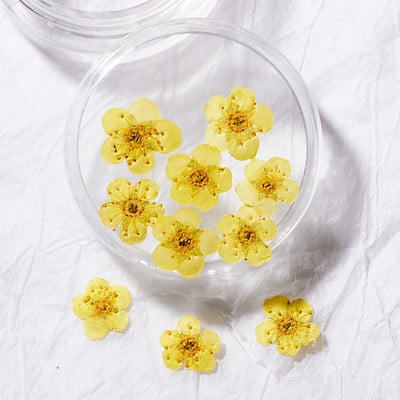 10 TK 3D küünte kuivatatud lilledega kleebis Viie kroonlehega lill 16 värviga naturaalse tõelise kuiva lillega küünekleebised isetegemise küünte kaunistuste jaoks