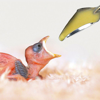 Хранилка за папагали Хранене на малки птици Вода Мляко Течни лекарства Лъжица от неръждаема стомана + 10/20ML спринцовка Аксесоари за птици за кърмене