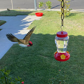 480 ml plastic hrănitor de apă pentru păsări sticle agățat hrănitor pentru colibri grădină în aer liber din plastic flori cârlig de fier pentru animale de companie consumabile pentru păsări
