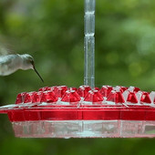 Mary's Sweety Hummingbird etető és beépített hangyaárok Könnyen tisztítható udvari kerti dekoráció кормушка для птиц Drop Shipping