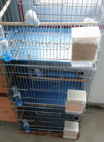 Pet Bird Prevention Splash Food Container Paparot Hanging Automatic Feeder Bird Feeder Starling Tiger Skin Peony 1Pc