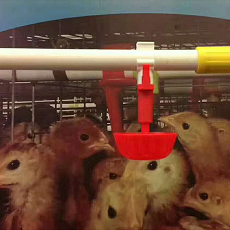 Set de bol pentru adăpator automat de pui de băut.