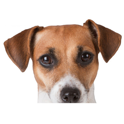 Autocolante realiste pentru mașină Jack Russell Terrier Autocolant Placă de surf Decal Fine Graffiti Autocolant Vinil Material Impermeabil Decorare