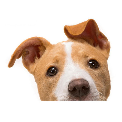 Autocolante realiste pentru mașină Jack Russell Terrier Autocolant Placă de surf Decal Fine Graffiti Autocolant Vinil Material Impermeabil Decorare