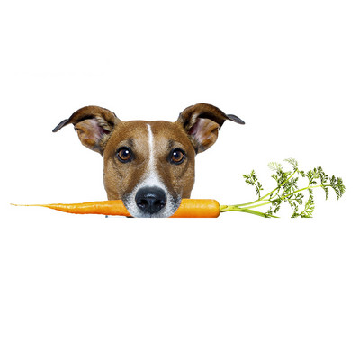 Autocolante realiste pentru mașină Jack Russell Terrier Autocolant Placă de surf Decal Fine Graffiti Autocolant Vinil Material Impermeabil Decorare