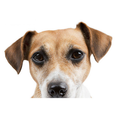 Autocolante realiste pentru mașină Jack Russell Terrier Autocolant Placă de surf Decal Fine Graffiti Autocolant Vinil Material Impermeabil Decorare