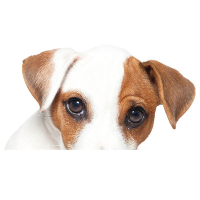 Autocolante realiste pentru mașină Jack Russell Terrier Autocolant Placă de surf Decal Fine Graffiti Autocolant Vinil Material Impermeabil Decorare