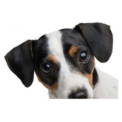 Autocolante realiste pentru mașină Jack Russell Terrier Autocolant Placă de surf Decal Fine Graffiti Autocolant Vinil Material Impermeabil Decorare