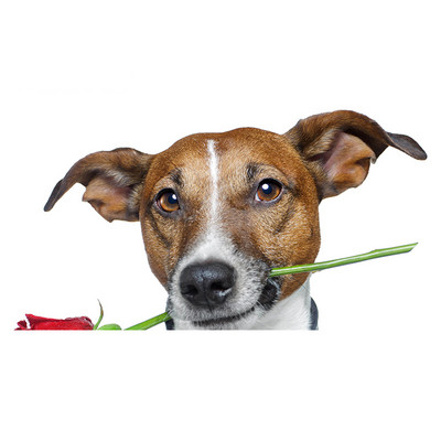 Autocolante realiste pentru mașină Jack Russell Terrier Autocolant Placă de surf Decal Fine Graffiti Autocolant Vinil Material Impermeabil Decorare